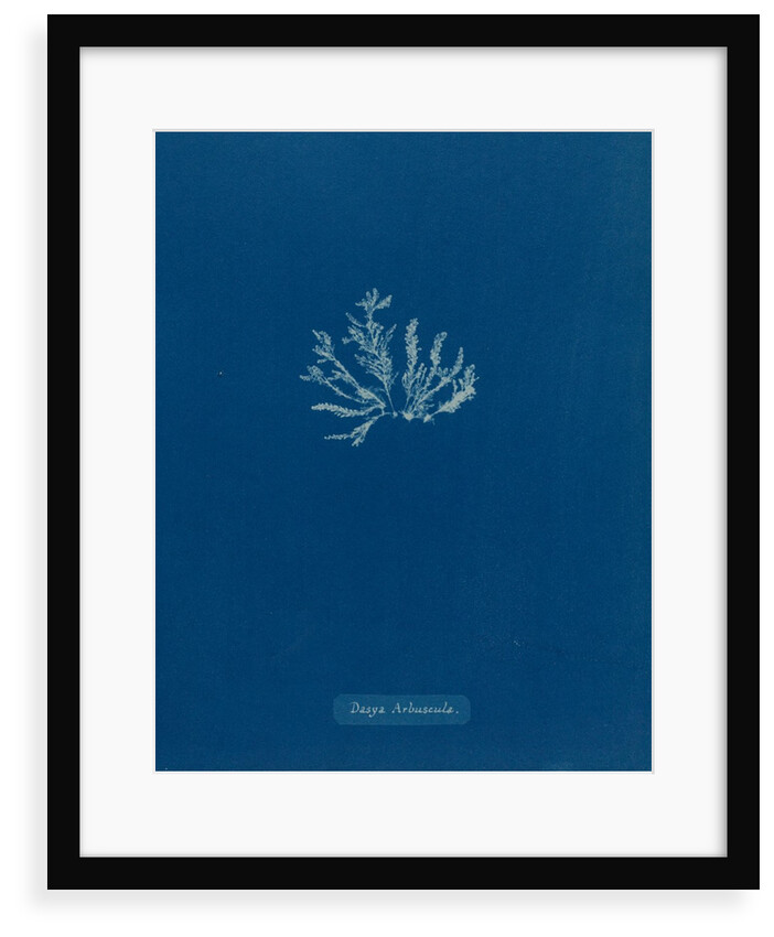 Dasya arbuscula by Anna Atkins