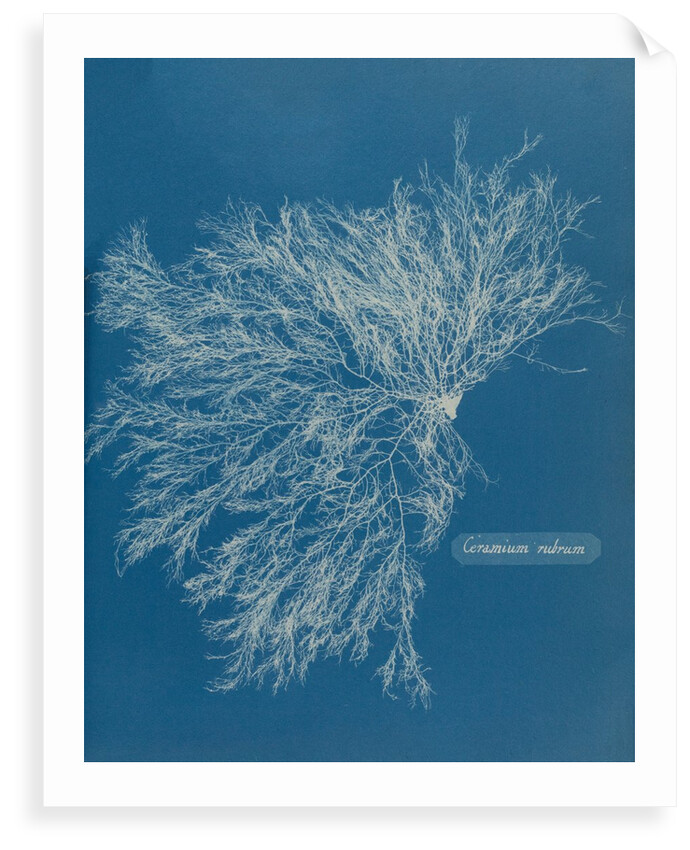 Ceramium virgatum by Anna Atkins