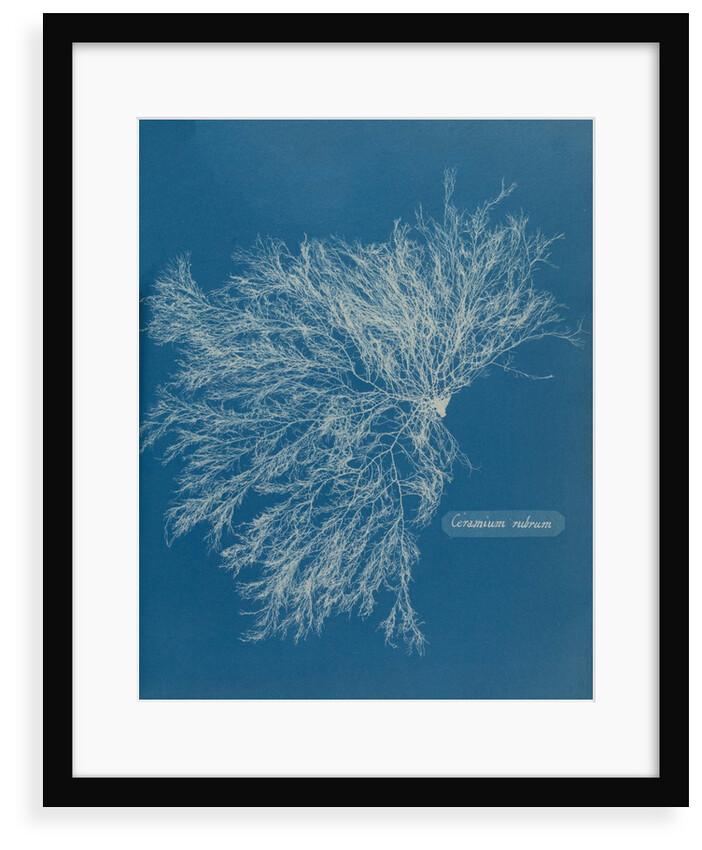 Ceramium virgatum by Anna Atkins