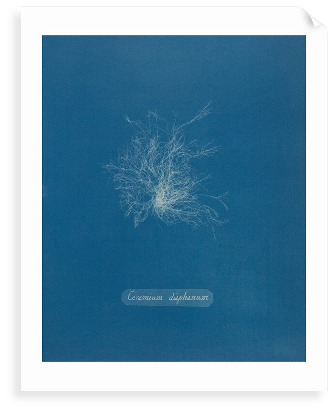 Ceramium diaphanum by Anna Atkins