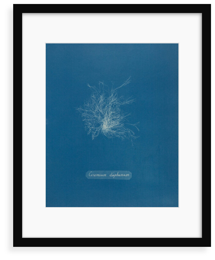 Ceramium diaphanum by Anna Atkins