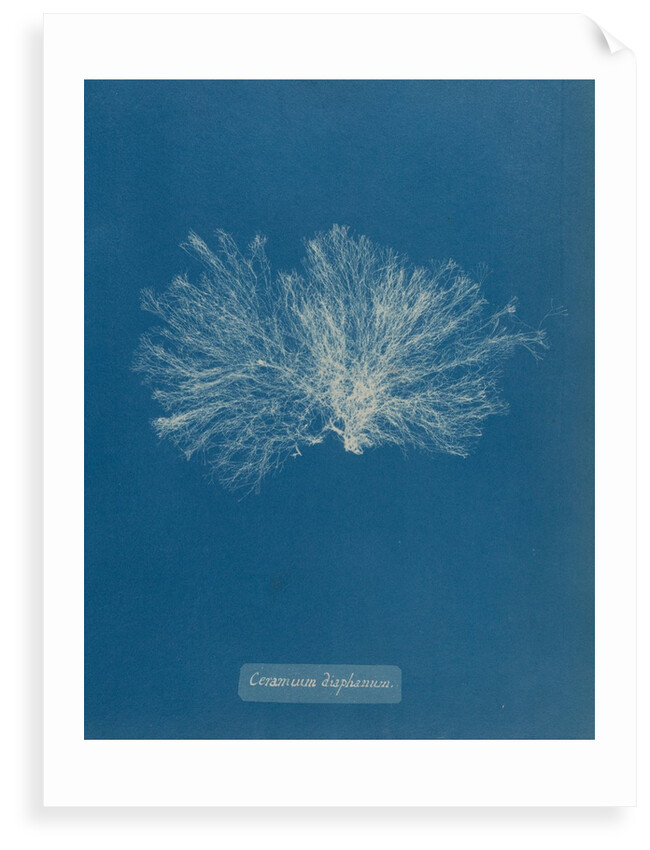 Ceramium diaphanum by Anna Atkins