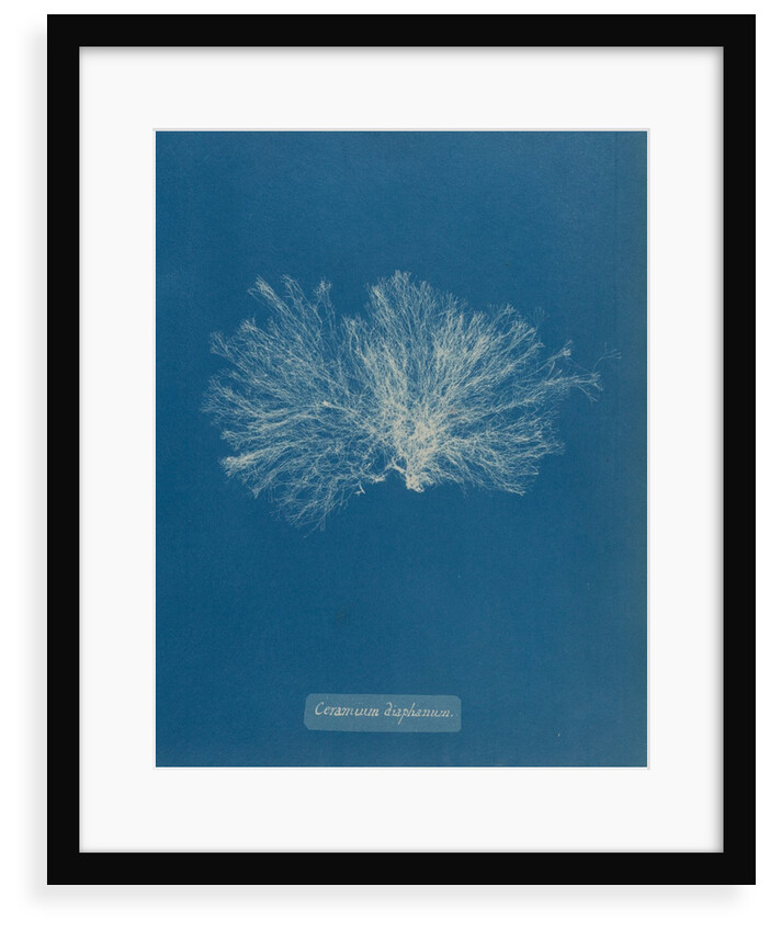 Ceramium diaphanum by Anna Atkins