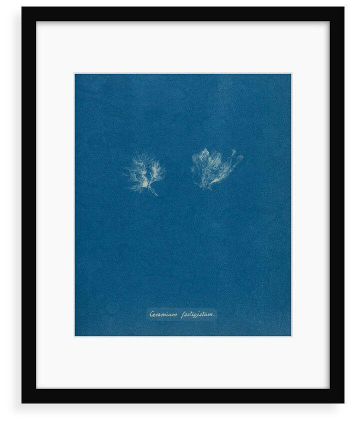 Ceramium cimbricum by Anna Atkins