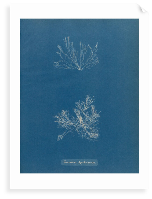 Ceramium deslongchampsii by Anna Atkins