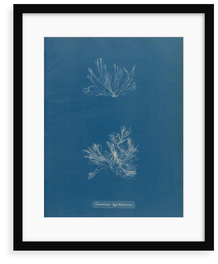 Ceramium deslongchampsii by Anna Atkins