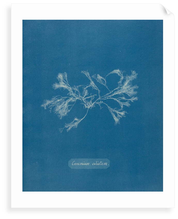 Ceramium ciliatum by Anna Atkins