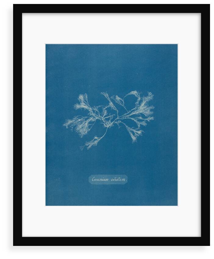 Ceramium ciliatum by Anna Atkins