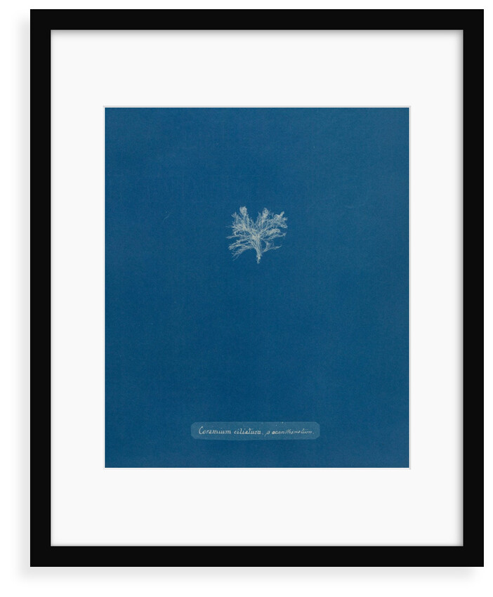 Ceramium shuttleworthianum by Anna Atkins