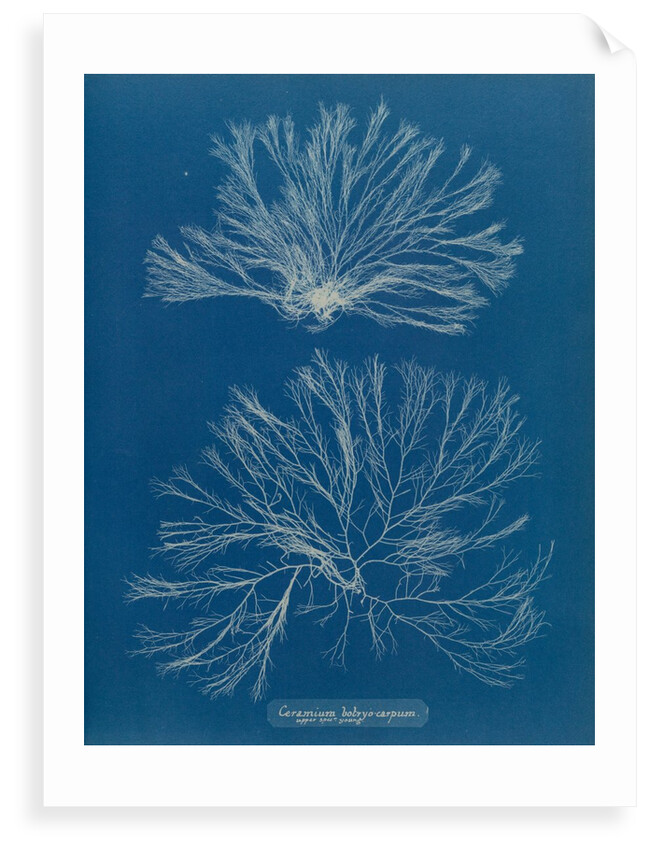 Ceramium botryocarpum by Anna Atkins