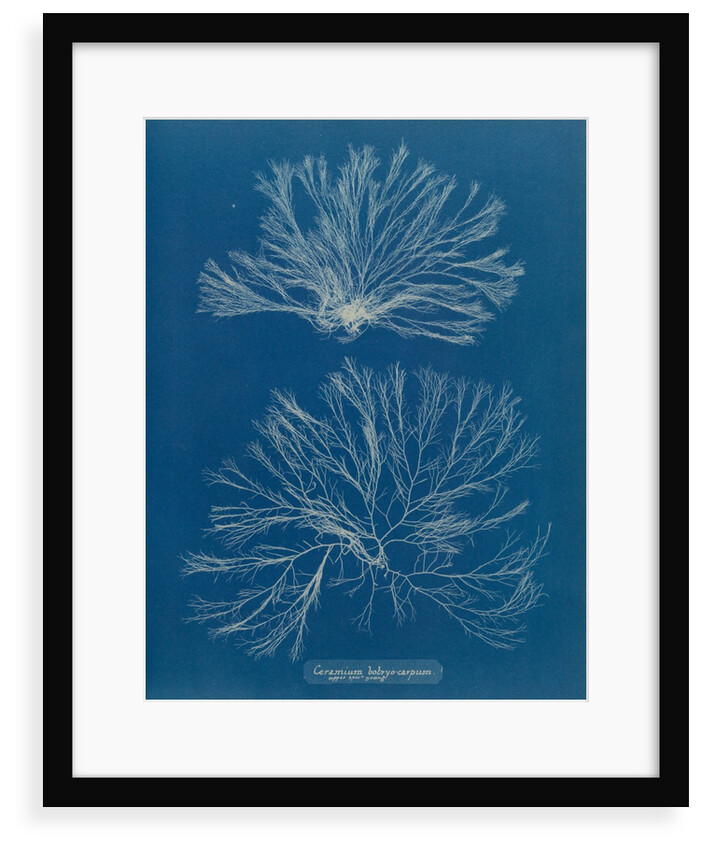 Ceramium botryocarpum by Anna Atkins