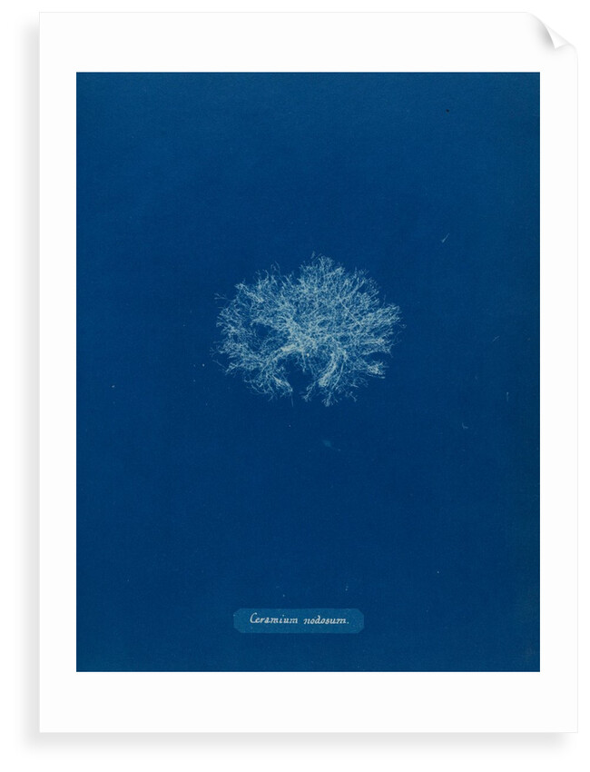 Ceramium diaphanum by Anna Atkins
