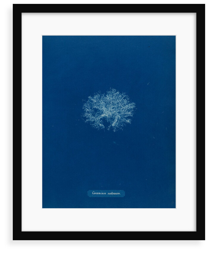 Ceramium diaphanum by Anna Atkins