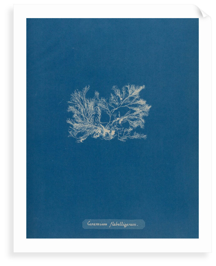 Ceramium gaditanum by Anna Atkins