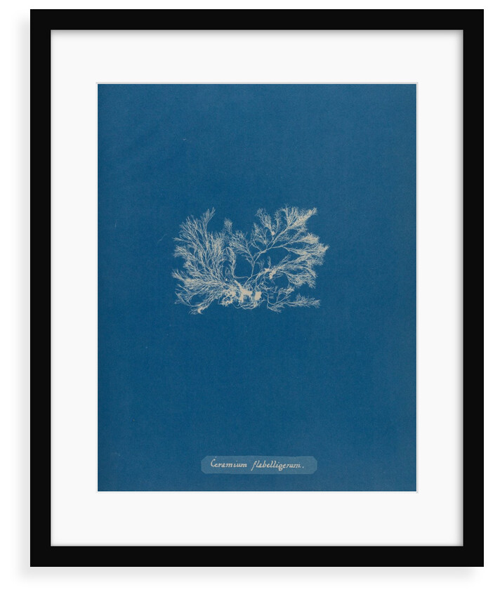 Ceramium gaditanum by Anna Atkins