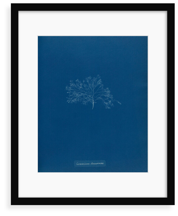 Ceramium circinatum by Anna Atkins
