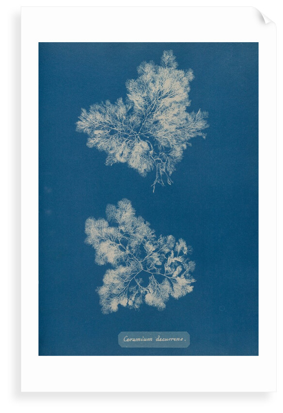 Ceramium circinatum by Anna Atkins