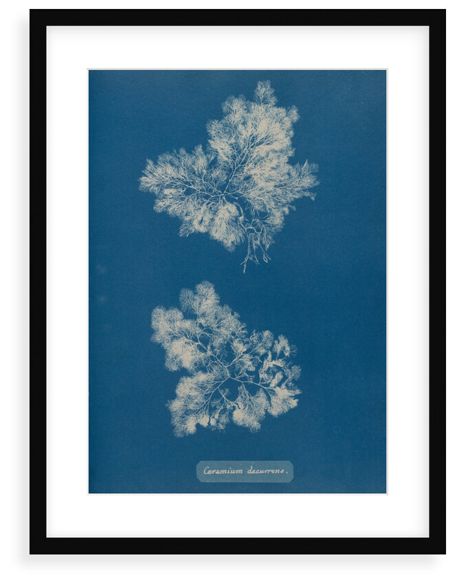 Ceramium circinatum by Anna Atkins