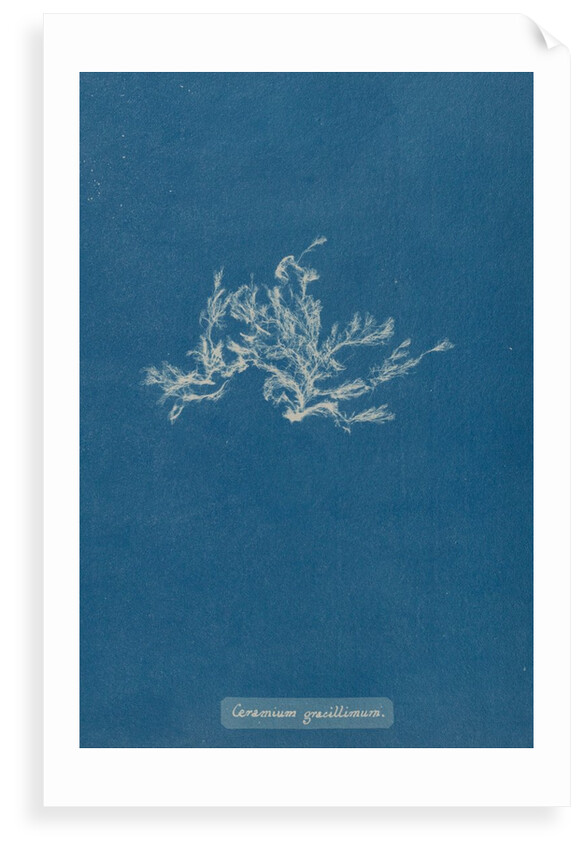 Ceramium diaphanum by Anna Atkins