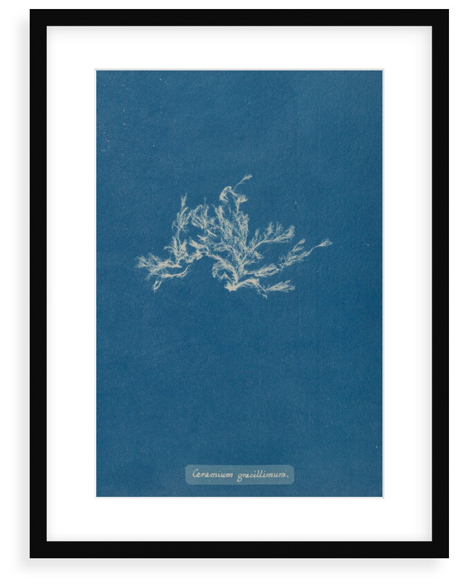 Ceramium diaphanum by Anna Atkins