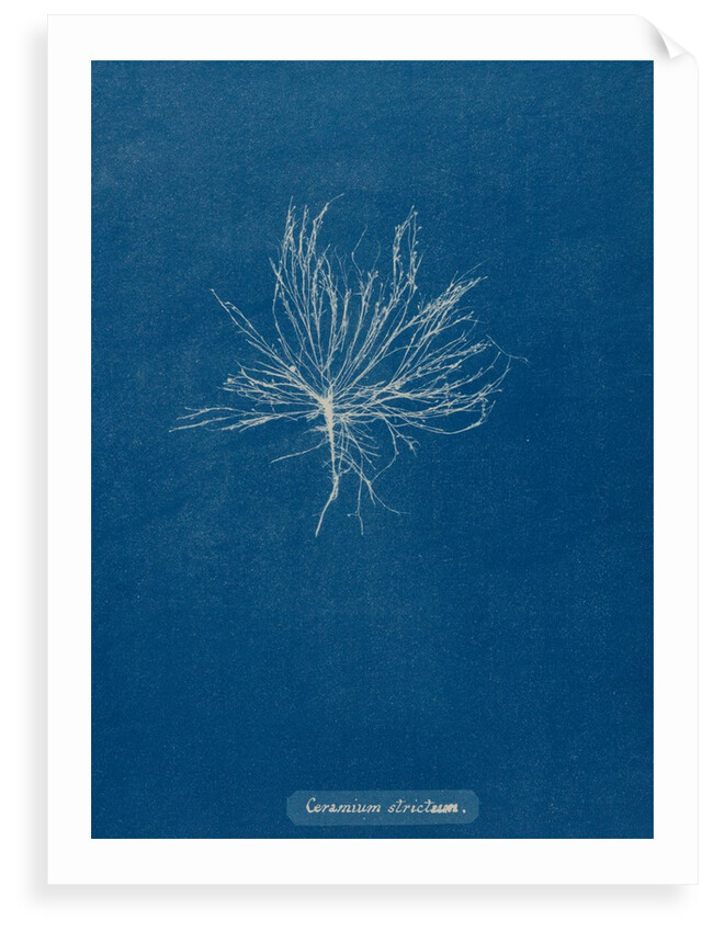 Ceramium deslongchampsii by Anna Atkins