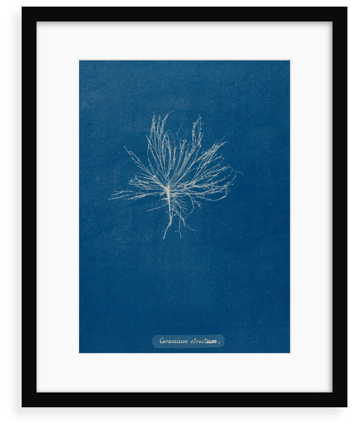 Ceramium deslongchampsii by Anna Atkins