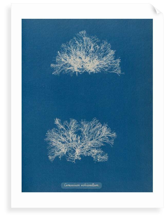 Ceramium echionotum by Anna Atkins
