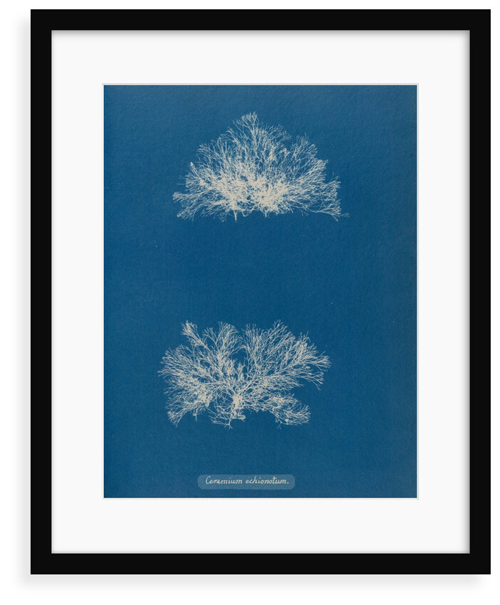Ceramium echionotum by Anna Atkins