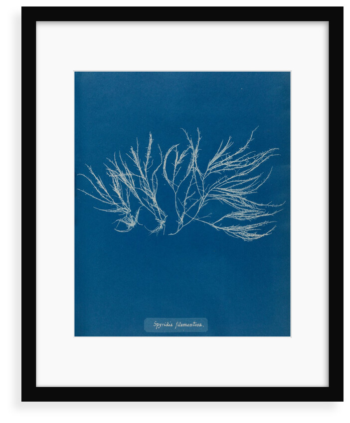 Spyridia filamentosa by Anna Atkins