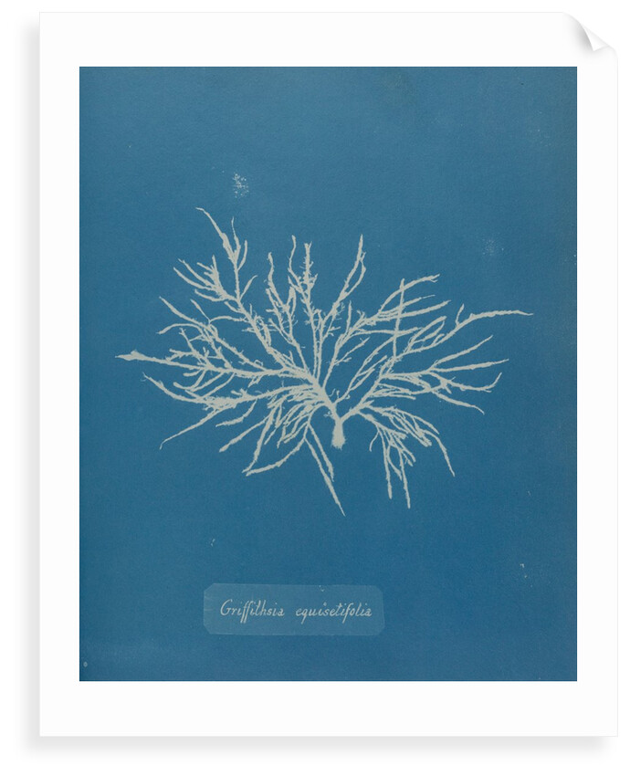 Halurus equiesetifolius by Anna Atkins