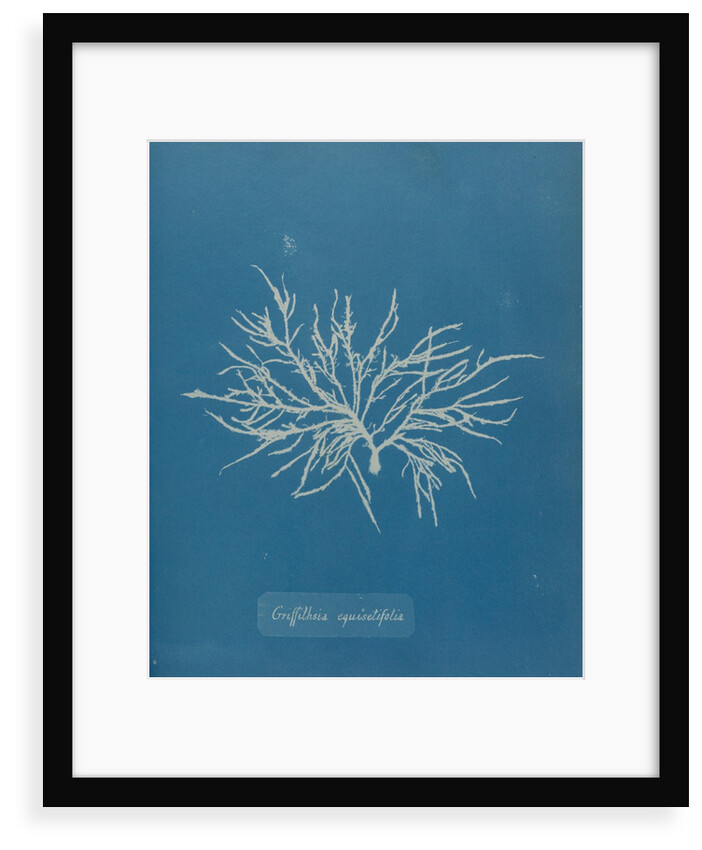 Halurus equiesetifolius by Anna Atkins