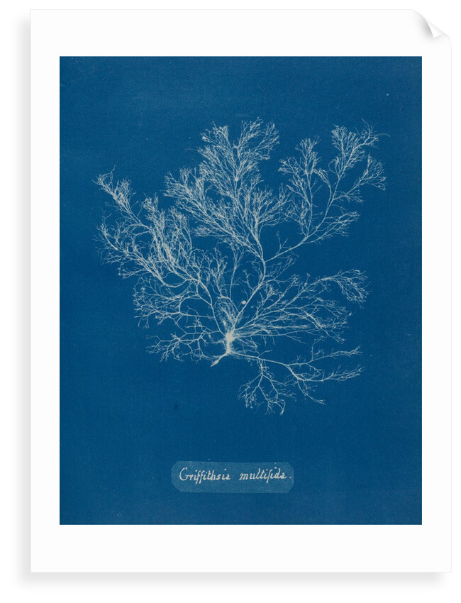 Whorled bush weed by Anna Atkins