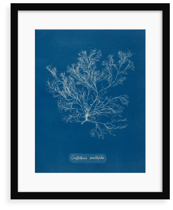 Whorled bush weed by Anna Atkins