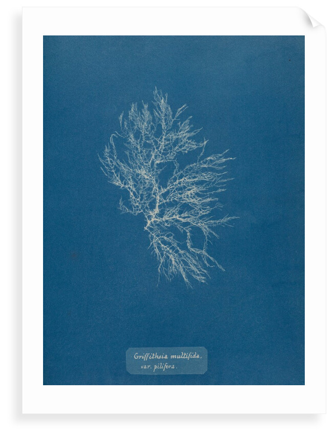 Whorled bush weed by Anna Atkins