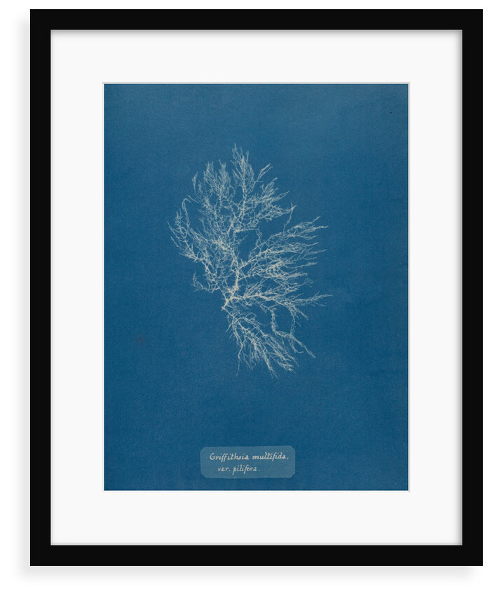 Whorled bush weed by Anna Atkins