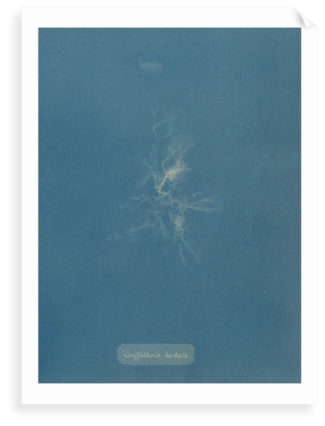 Bearded red seaweed by Anna Atkins