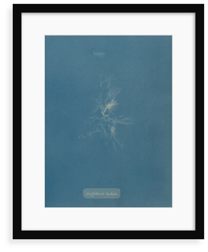 Bearded red seaweed by Anna Atkins