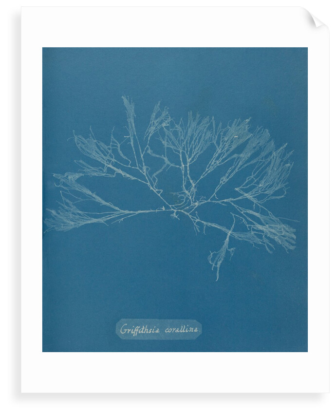 Griffthsia corallinoides by Anna Atkins