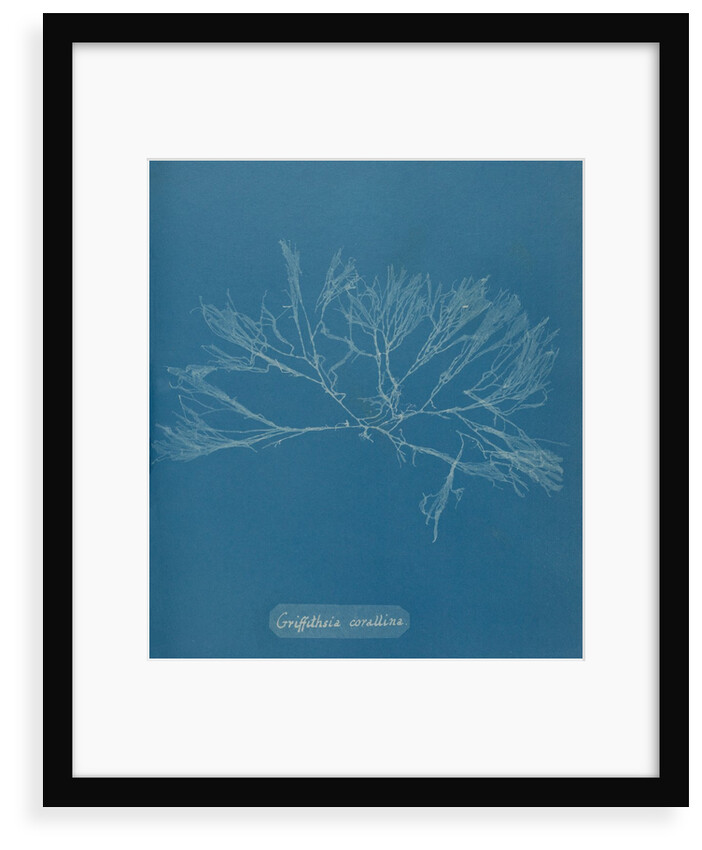 Griffthsia corallinoides by Anna Atkins