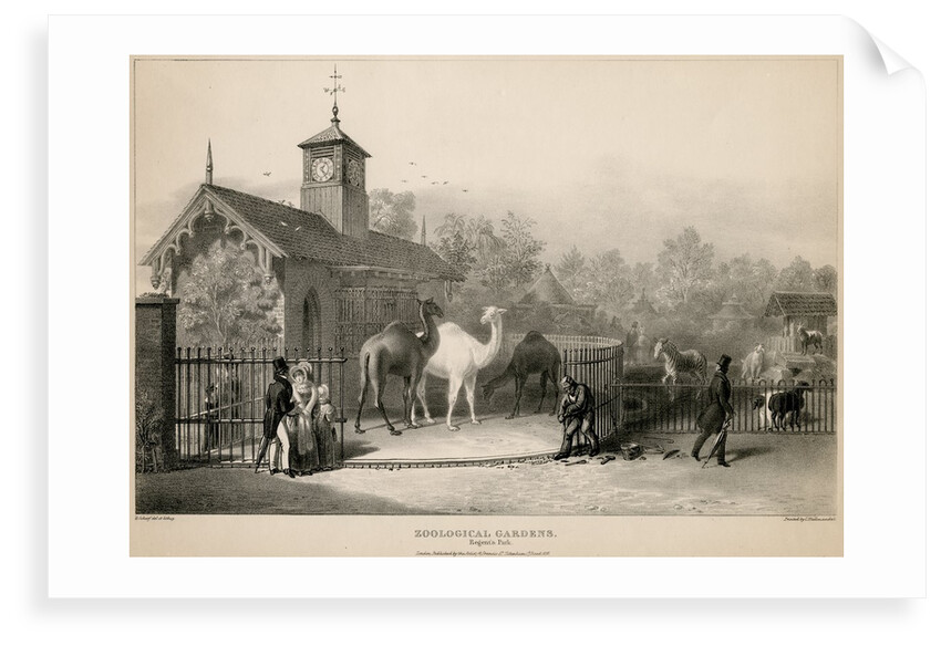 Llama enclosure by George Johann Scarf