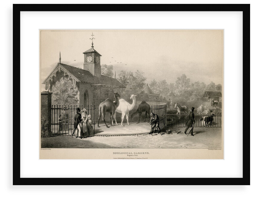 Llama enclosure by George Johann Scarf