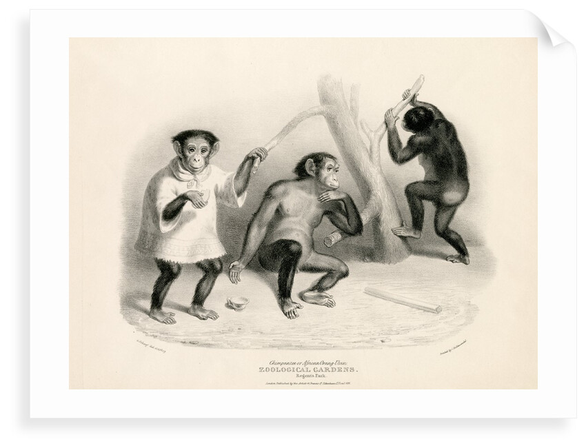 Chimpanzees by George Johann Scarf