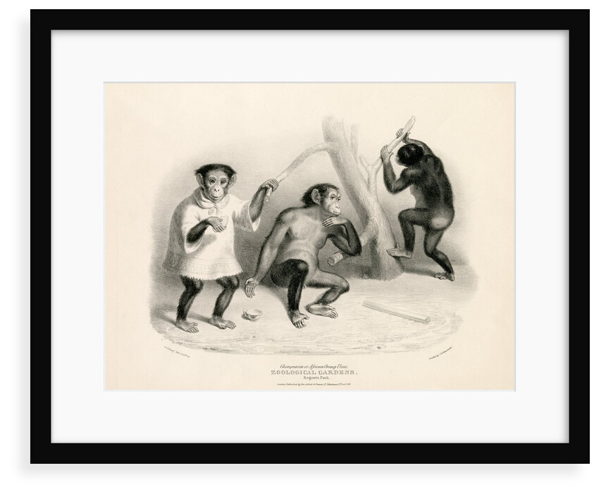 Chimpanzees by George Johann Scarf