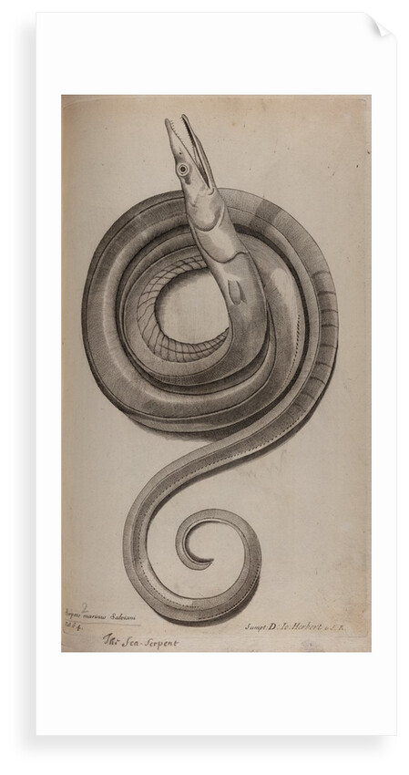 Serpent eel by Unknown