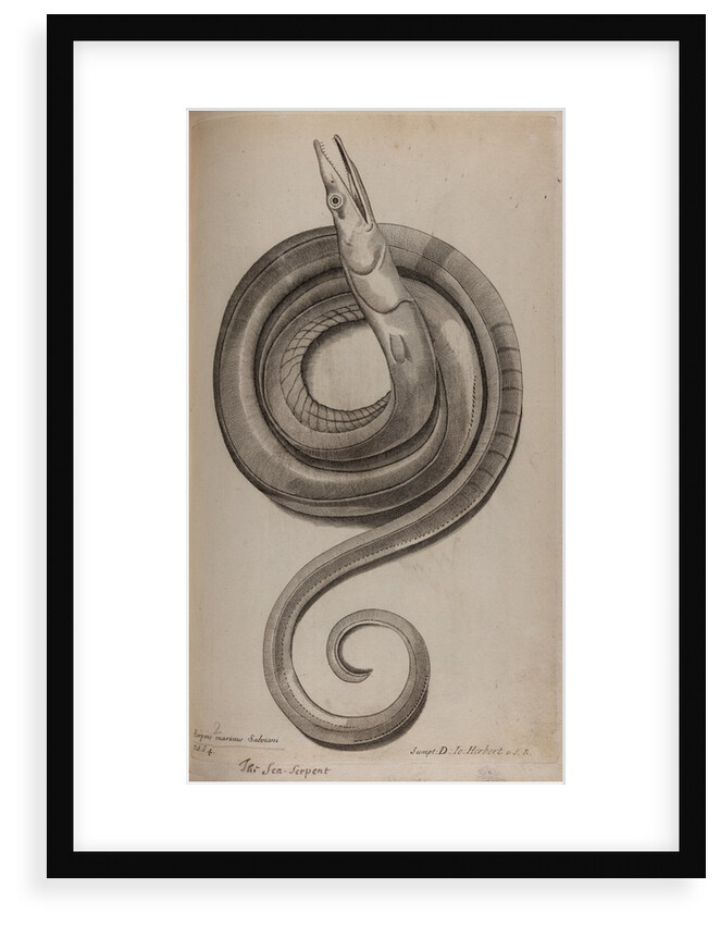 Serpent eel by Unknown
