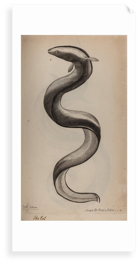 European eel by Unknown