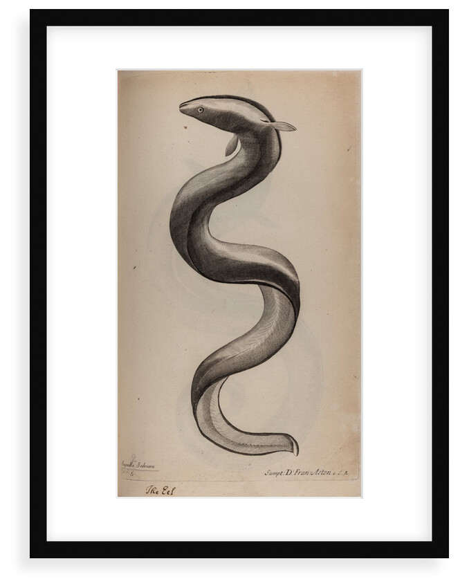 European eel by Unknown