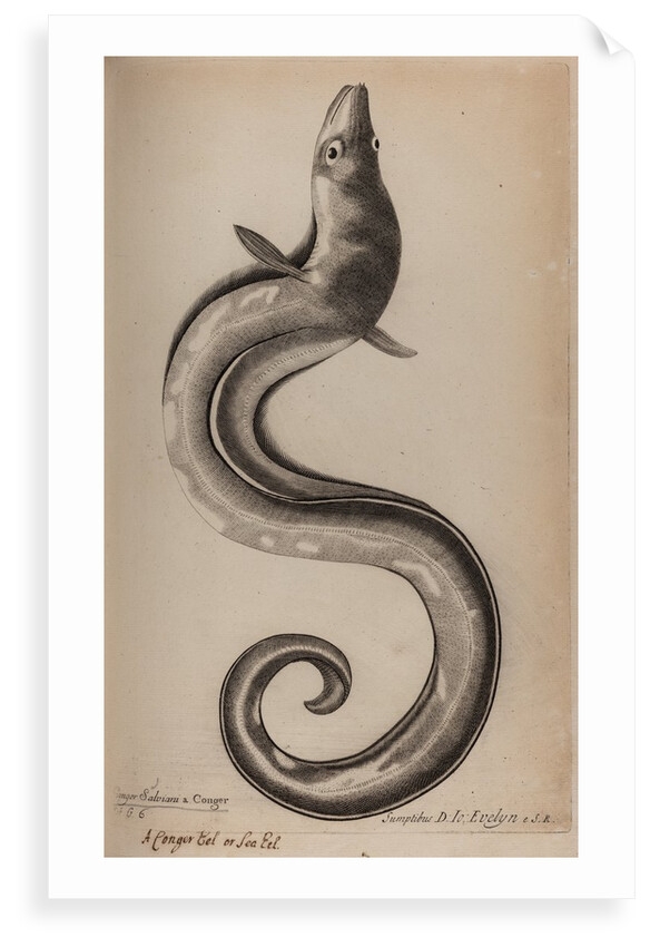 European conger eel by Unknown