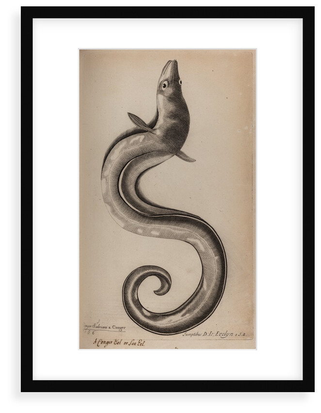 European conger eel by Unknown