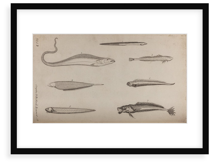 Various fish species by Unknown
